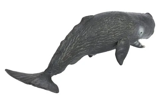 抹香鲸 PNG免抠(1000x658)