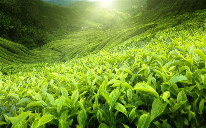茶林主题高清图片