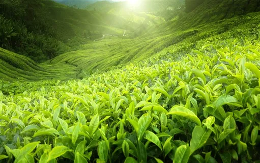 茶林主题高清图片 茶林主题高清图片