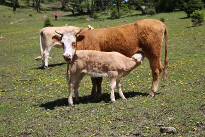 草地上吃奶的母子牛