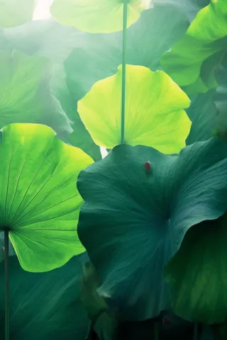 阳光荷叶清爽背景图