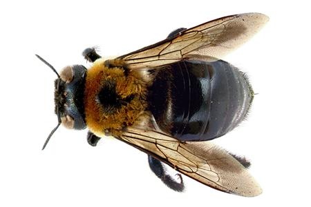 蜜蜂免抠(450x300)