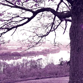 唯美湖畔大树装饰画