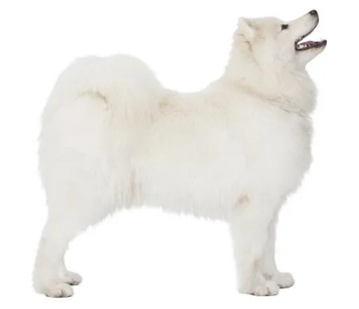 萨摩耶 PNG免抠(567x489)