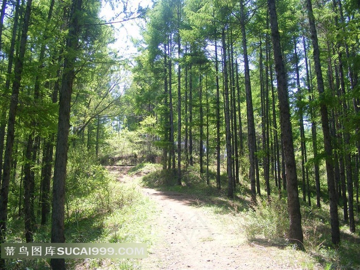 落叶林摄影图片