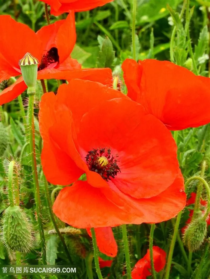 高清野外虞美人鲜花图片摄影