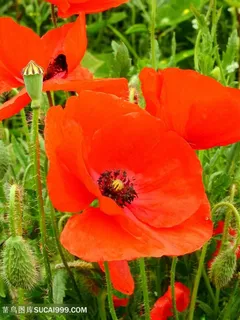 高清野外虞美人鲜花图片摄影