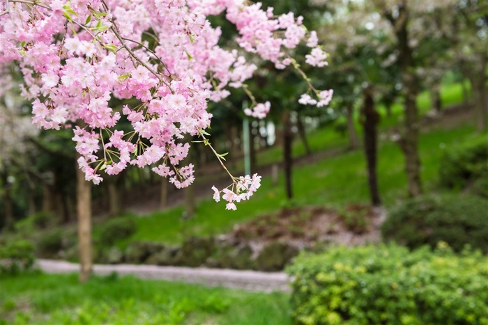 美丽的春天公园樱花花朵景色高清图片