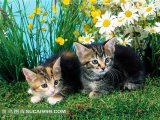 鲜花丛中的两只小猫素材