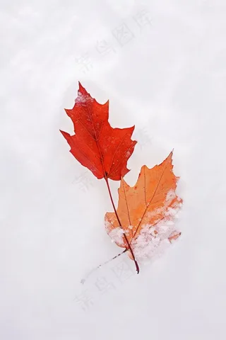 红色秋叶冰雪背景