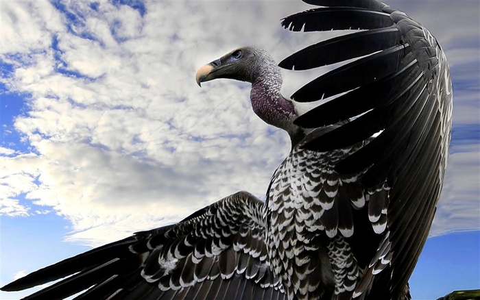 展翅翱翔的大鸟