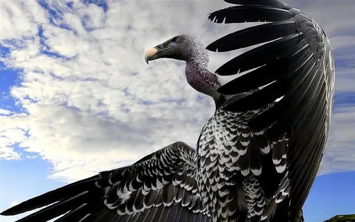 展翅翱翔的大鸟