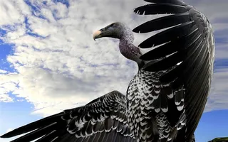 展翅翱翔的大鸟