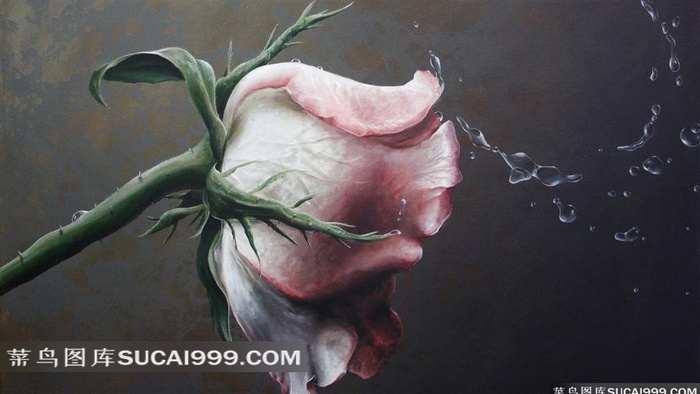 高清花叶壁纸之洒水的玫瑰花