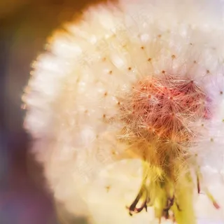 美丽的蒲公英植物特写摄影