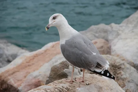 可爱海鸥图片 可爱海鸥图片