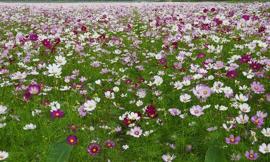 格桑花 红色波斯菊