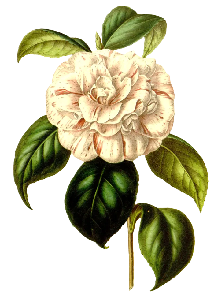 复古手绘植物花卉玫瑰花PNG免扣图案高清图片PS设计素材图