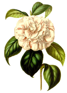 复古手绘植物花卉玫瑰花PNG免扣图案高清图片PS设计素材图