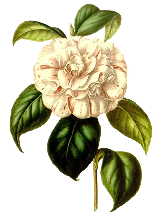 复古手绘植物花卉玫瑰花PNG免扣图案高清图片PS设计素材图