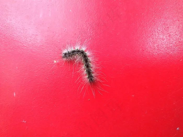 毛毛虫图片素材