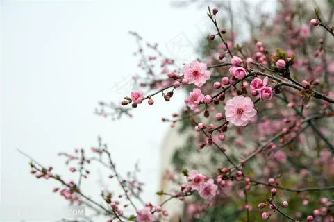 唯美一角梅花鲜花摄影图片 唯美一角梅花鲜花摄影图片