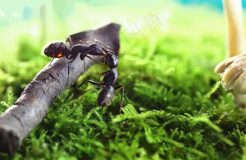 昆虫系列微距蚂蚁大图 昆虫系列微距蚂蚁大图