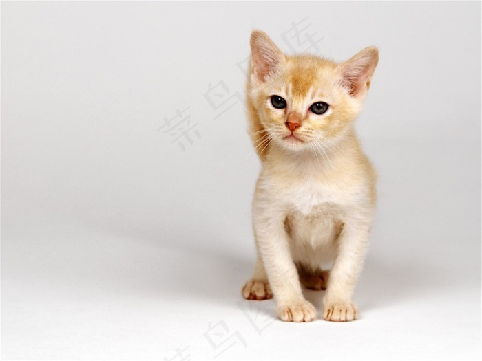 宠物猫咪素材