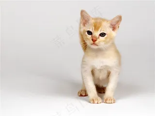 宠物猫咪素材