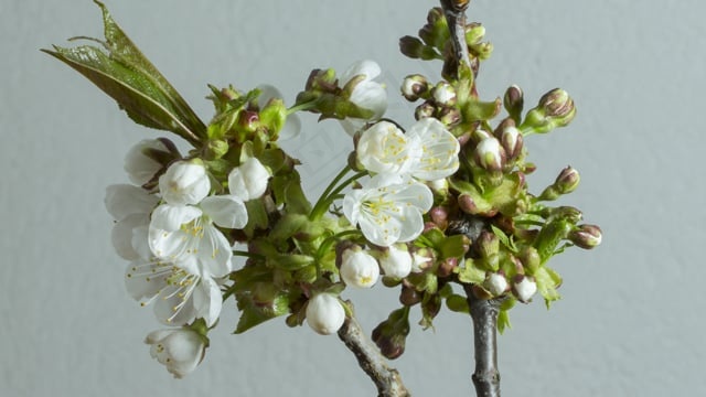 樱花, 开花, 春天, 花朵, 花枝, 白色的