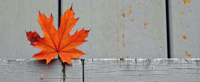 秋天红色秋叶简约特写，立秋秋分摄影图(1712x704)