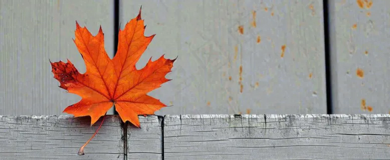 秋天红色秋叶简约特写，立秋秋分摄影图