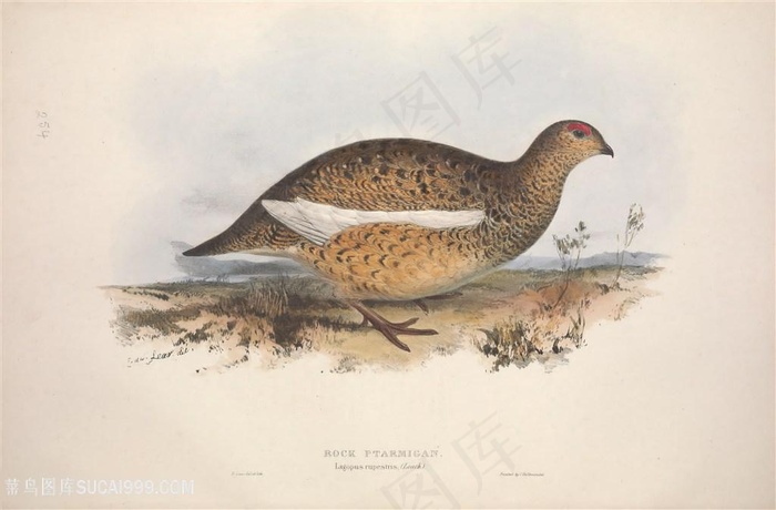 欧洲高清鸟类横版装饰画