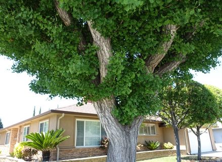  绿色 茂盛 树木 设计元素 设计 广告设计