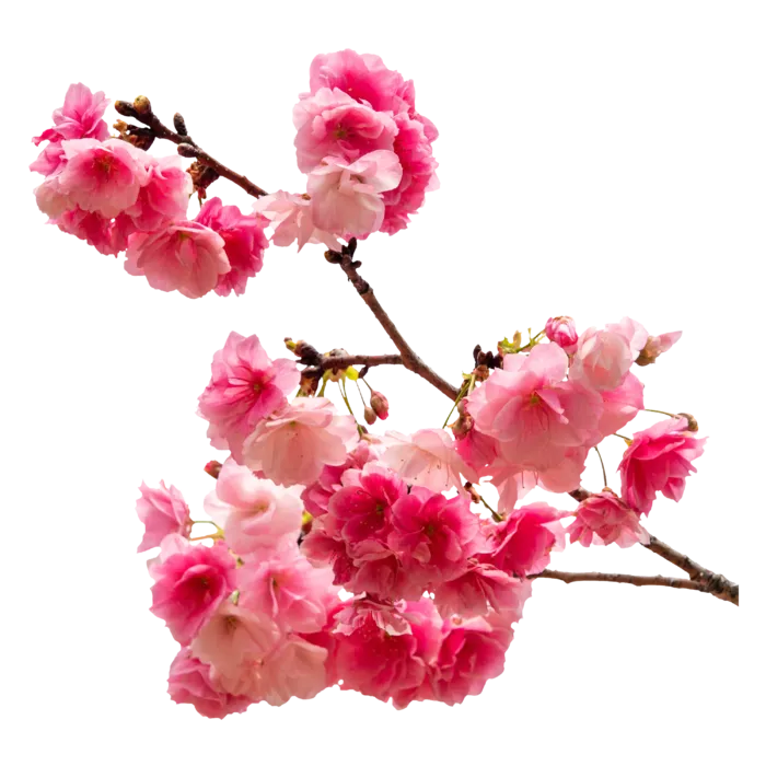 春天浪漫粉红色樱花手绘樱花梅花桃花花朵图片PNG免扣素材