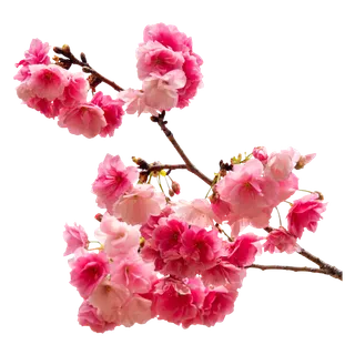 春天浪漫粉红色樱花手绘樱花梅花桃花花朵图片PNG免扣素材