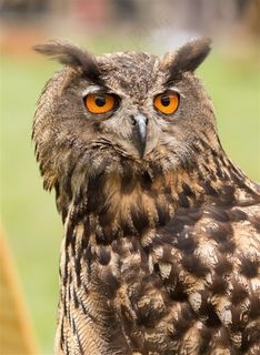 猫头鹰动物特写大图 猫头鹰动物特写大图