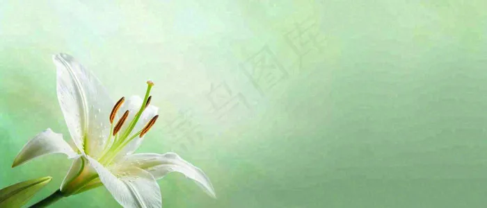 白色鲜花百合花鲜花意境简约，教师节淡雅摄影图(1680x720)