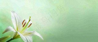 白色鲜花百合花鲜花意境简约，教师节淡雅摄影图