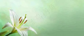 白色鲜花百合花鲜花意境简约，教师节淡雅摄影图