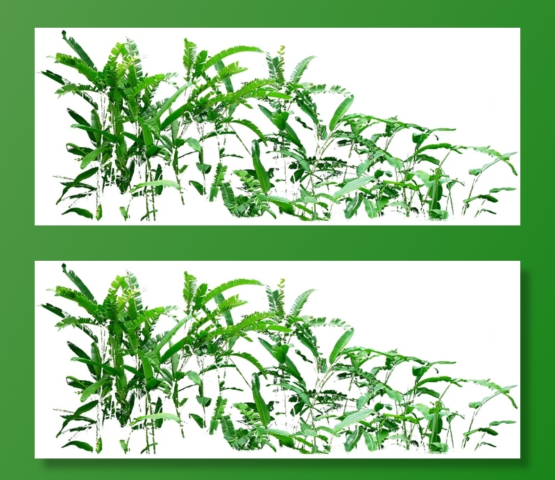 高清树木素材 免抠PSD植物素材 美术绘画园林贴图 树草灌木花草