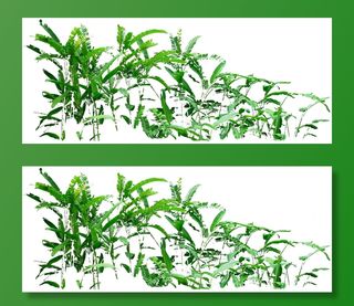 高清树木素材 免抠PSD植物素材 美术绘画园林贴图 树草灌木花草