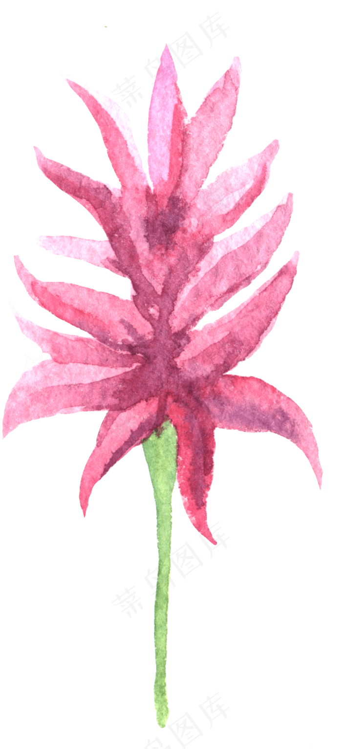 水彩插画-植物19