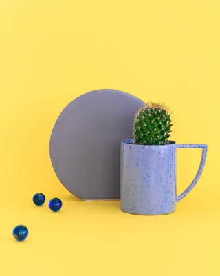 绿色仙人掌仙人球摄影素材