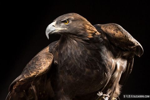 黑色背景下的老鹰鸟图片