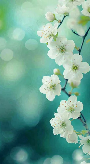 春天枝头上开满花朵，春分摄影图