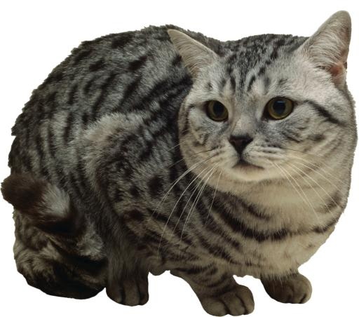 猫 PNG免抠(2237x1977)