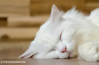 睡觉的波斯猫咪图片