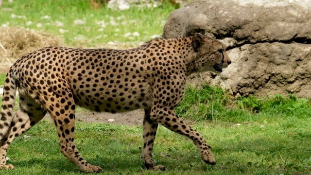 猎豹, 捕食者, 大猫, 野猫, 危险的, 速度, 食肉动物