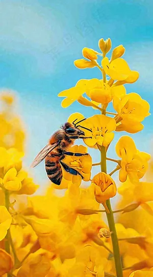 蓝天下蜜蜂在黄色花朵上，春天摄影图